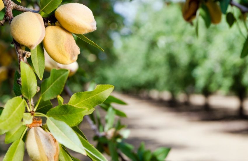 Global Fruit And Nut Farming Market