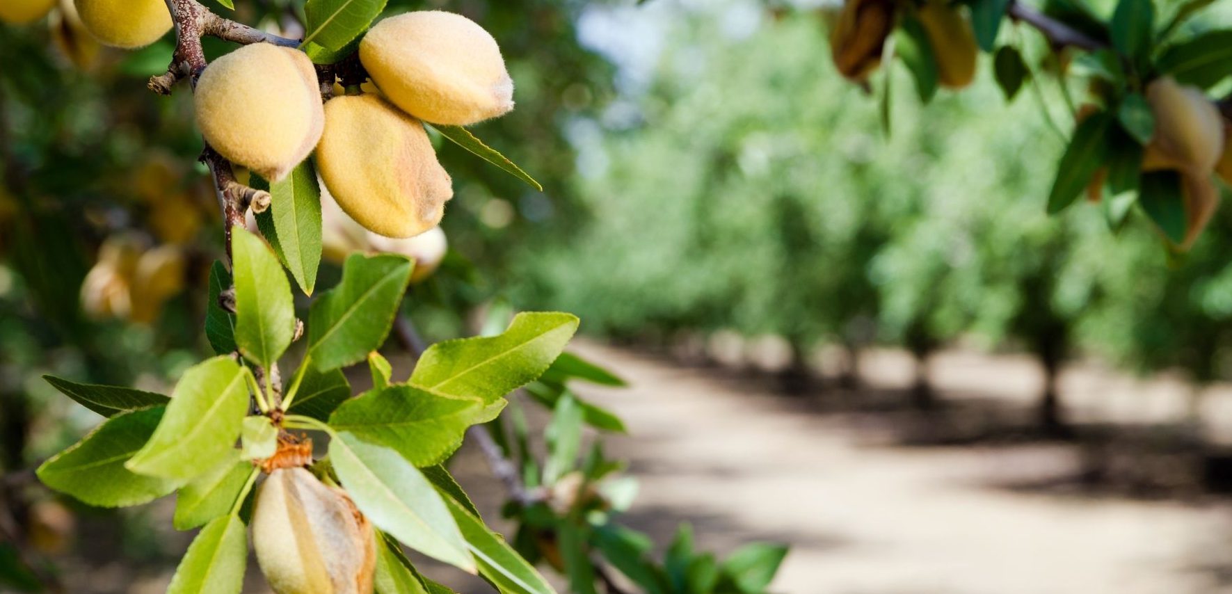 Global Fruit And Nut Farming Market