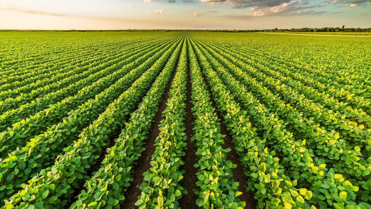 Global Blockchain In Agriculture And Food Supply Chain Market Size, Forecasts, And Opportunities