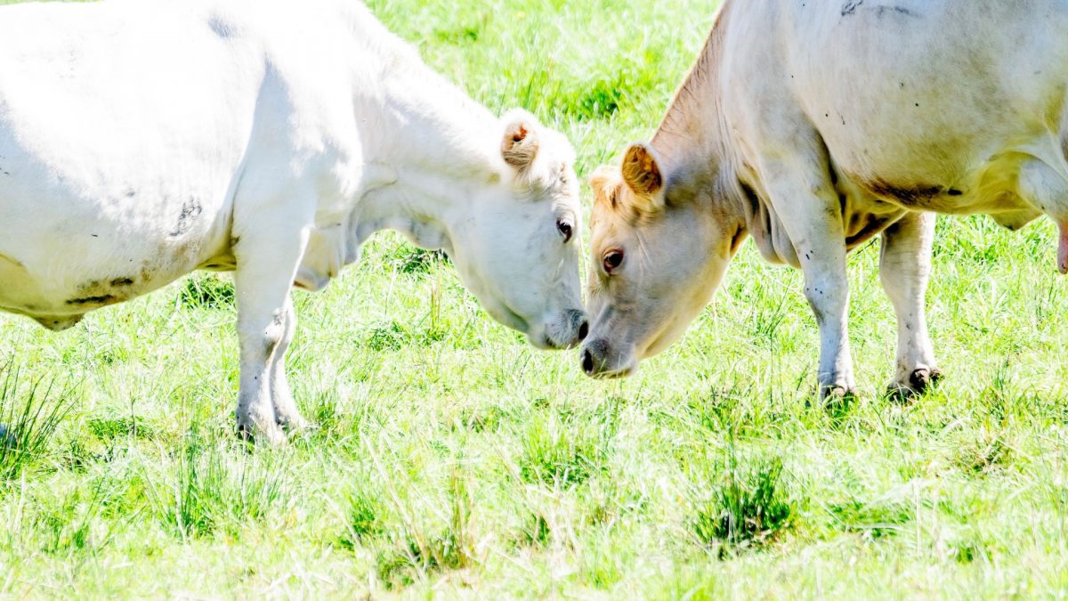 fetal bovine serum market share