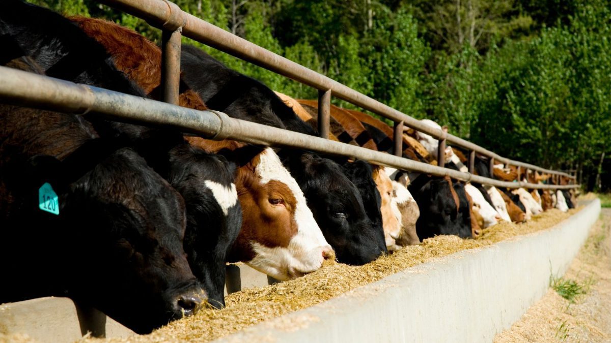 Cattle Feeds Market