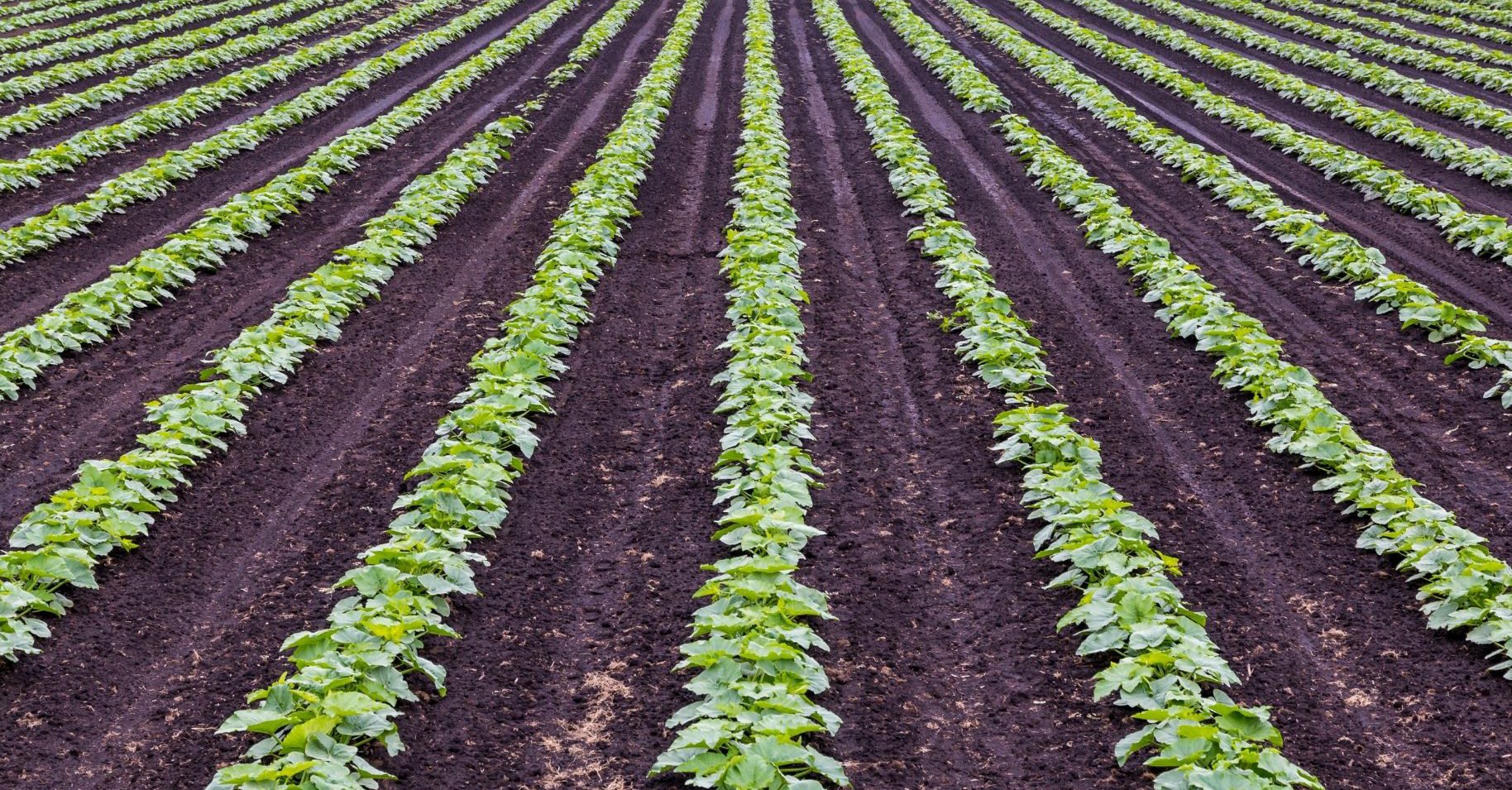 Global Crop Production Market Size, Forecasts, And Opportunities – Includes Crop Production Method
