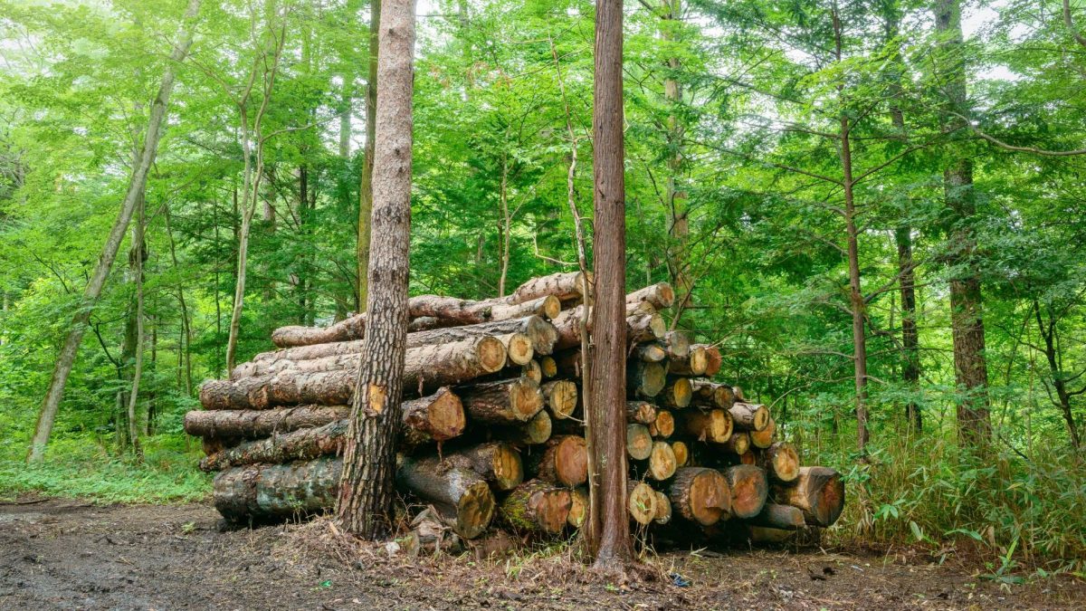 global forestry and logging market
