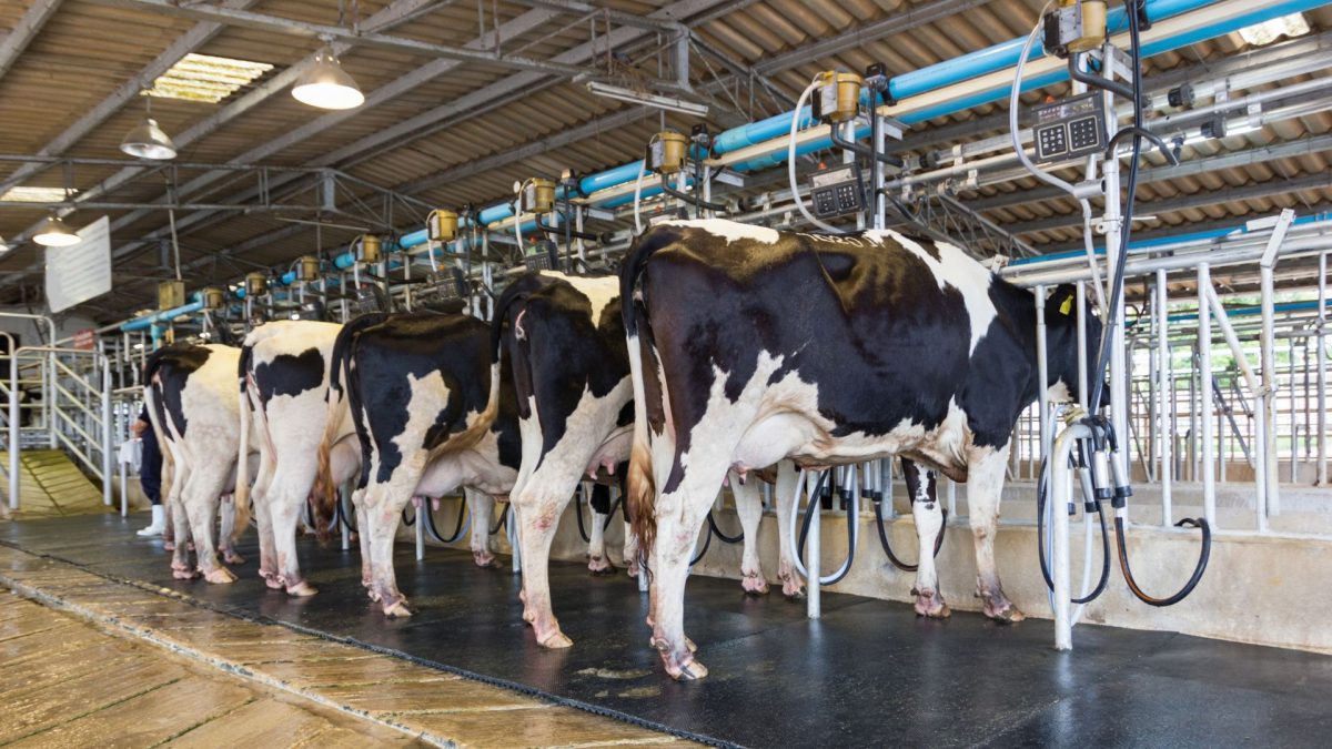 milking machines market size