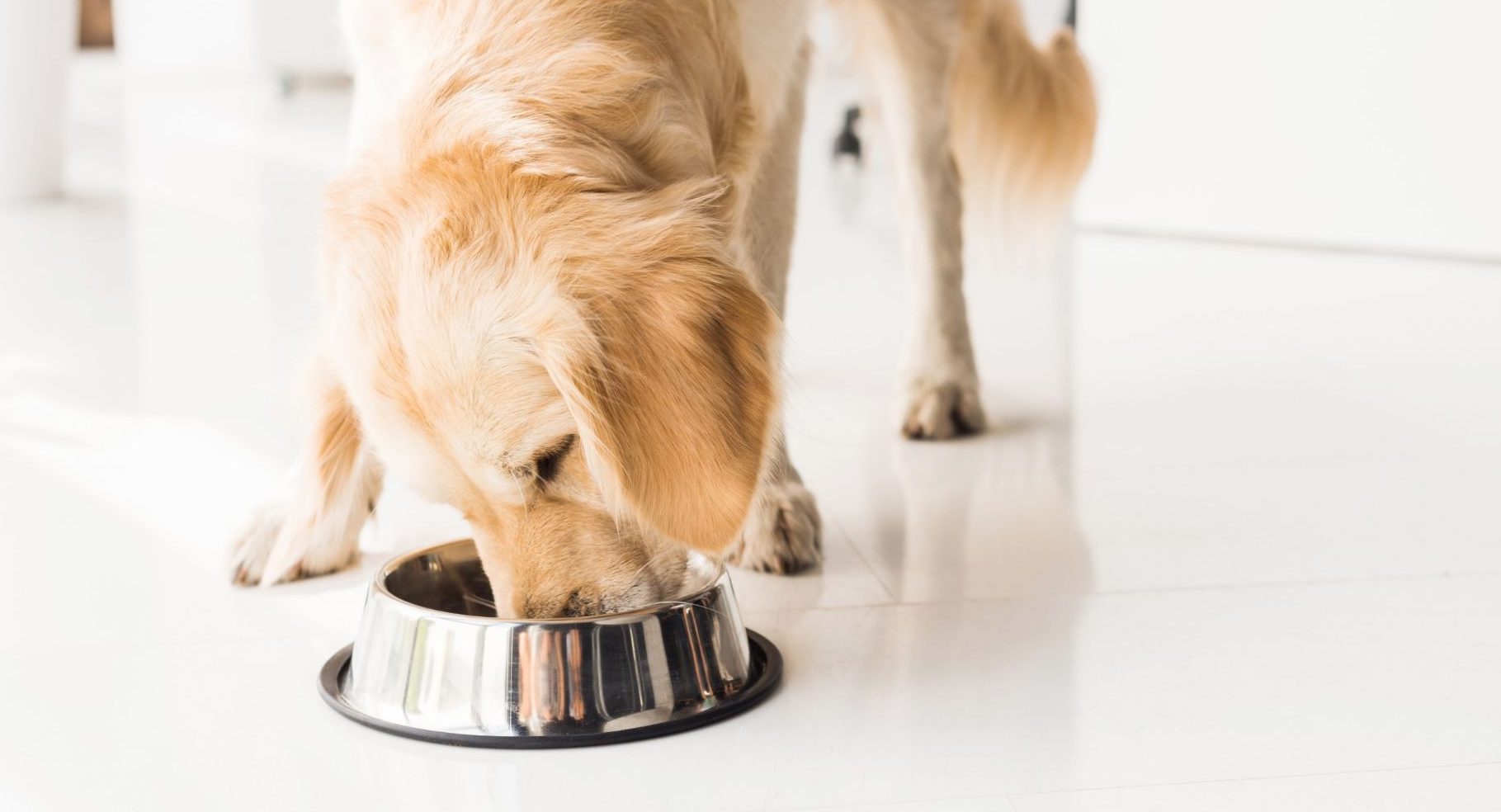 Global Pet Food Market Overview And Prospects