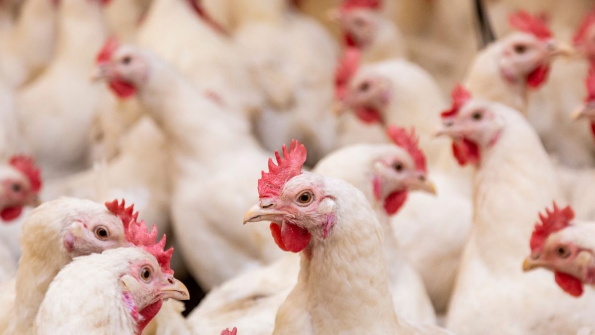 Global Poultry Brooders, Feeders, And Waterers Market Outlook, Opportunities And Strategies