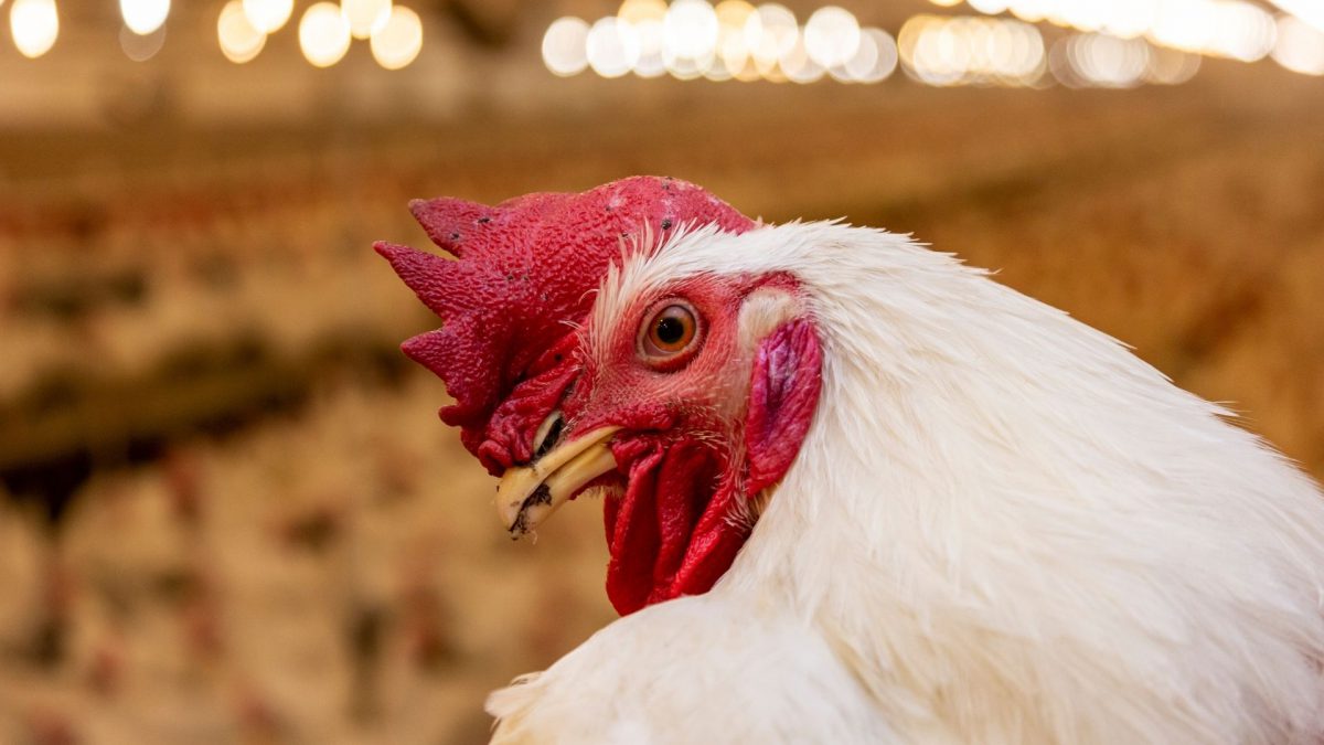 poultry healthcare market forecast