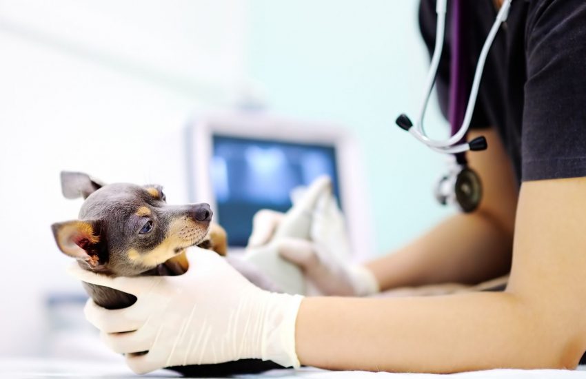 Veterinary Medical Equipment