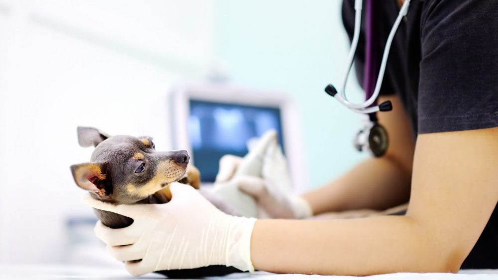 Global Veterinary Medical Equipment Market Overview And Prospects