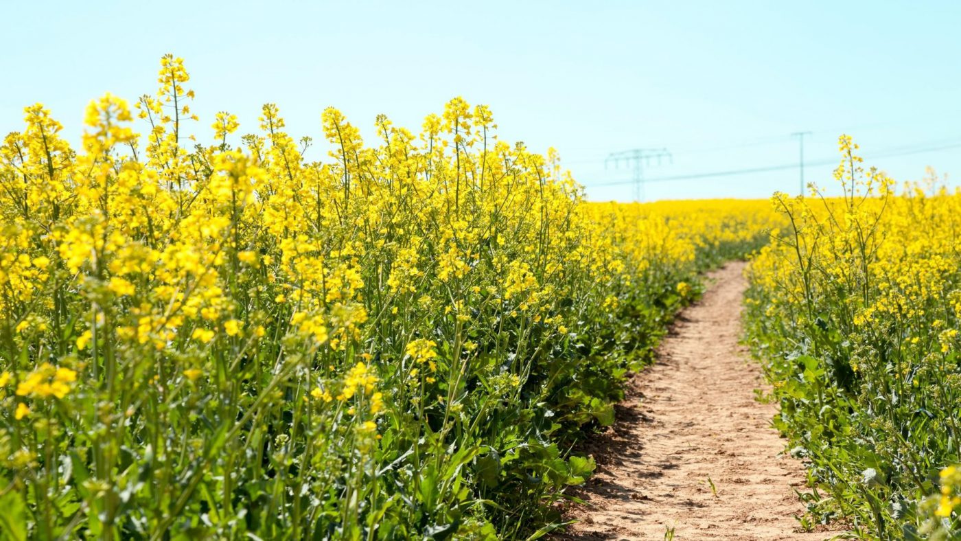 Global Organic Oilseed Farming Market Outlook, Opportunities And Strategies – Includes Organic Oilseed Farming Market Research