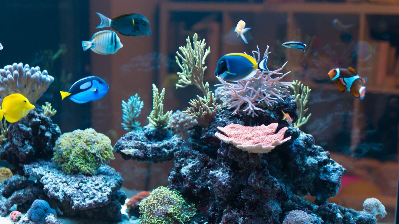 Global Reef Aquarium Market Outlook, Opportunities And Strategies – Includes Reef Aquarium Market Analysis