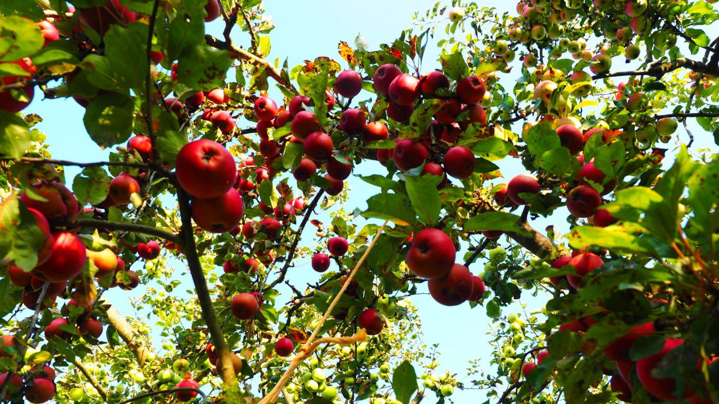 Organic Fruit And Nut Farming