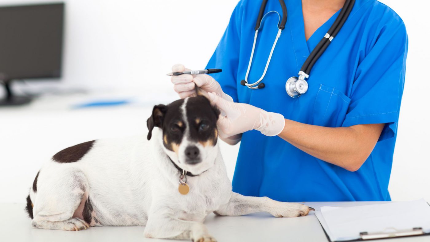 Global Veterinary Pharmaceuticals Market Growth Analysis And Indications – Includes Veterinary Pharmaceuticals Market Size