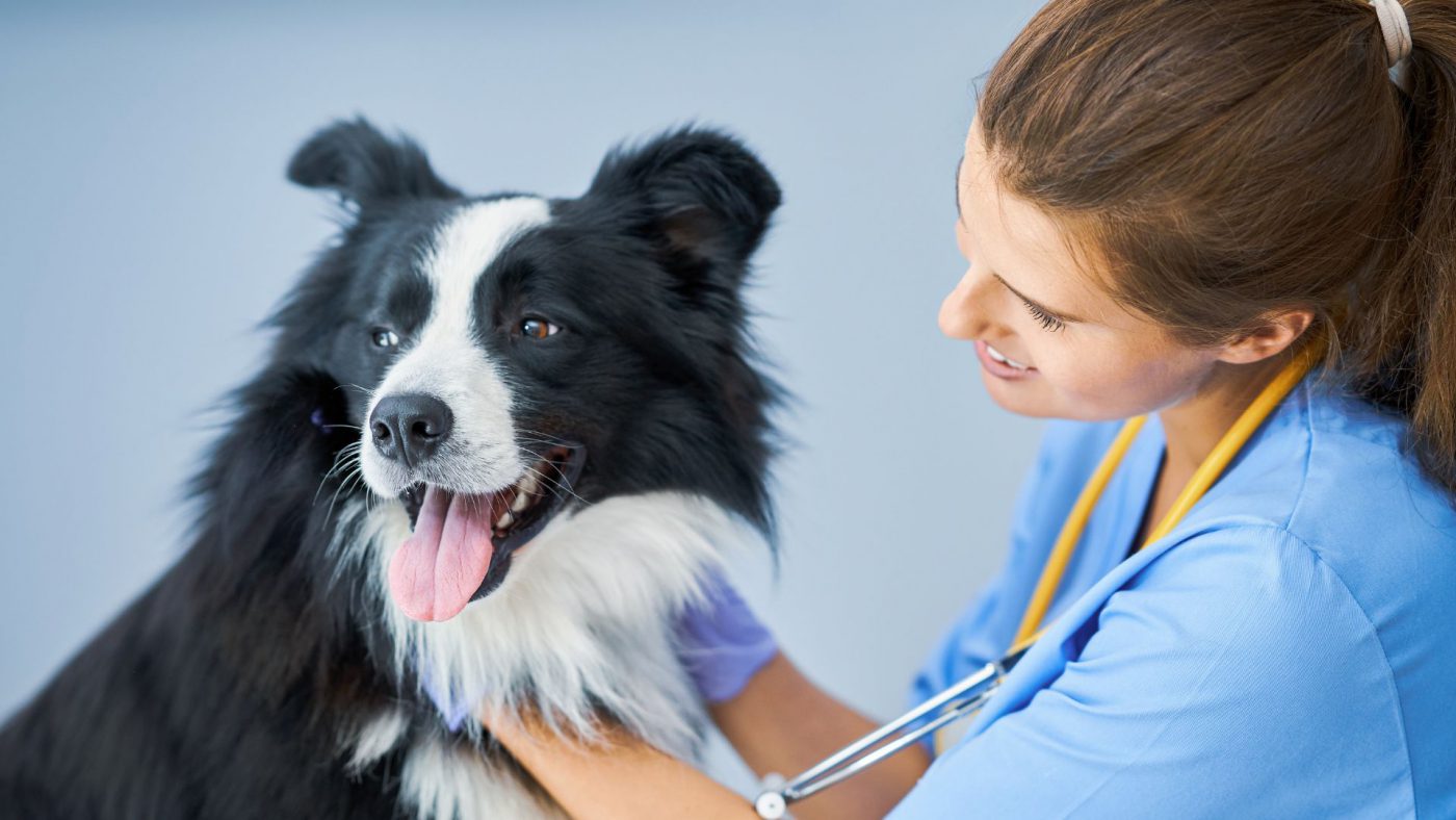 Global Veterinary Services Market Size