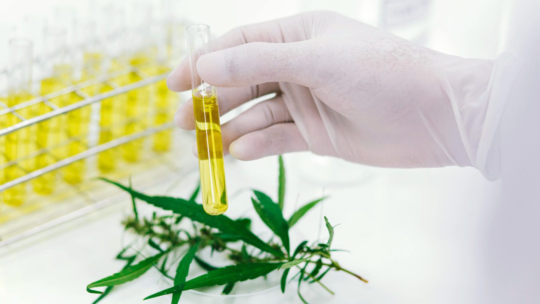 Global Cannabis Testing Market Overview And Prospects – Includes Cannabis Testing Market Share