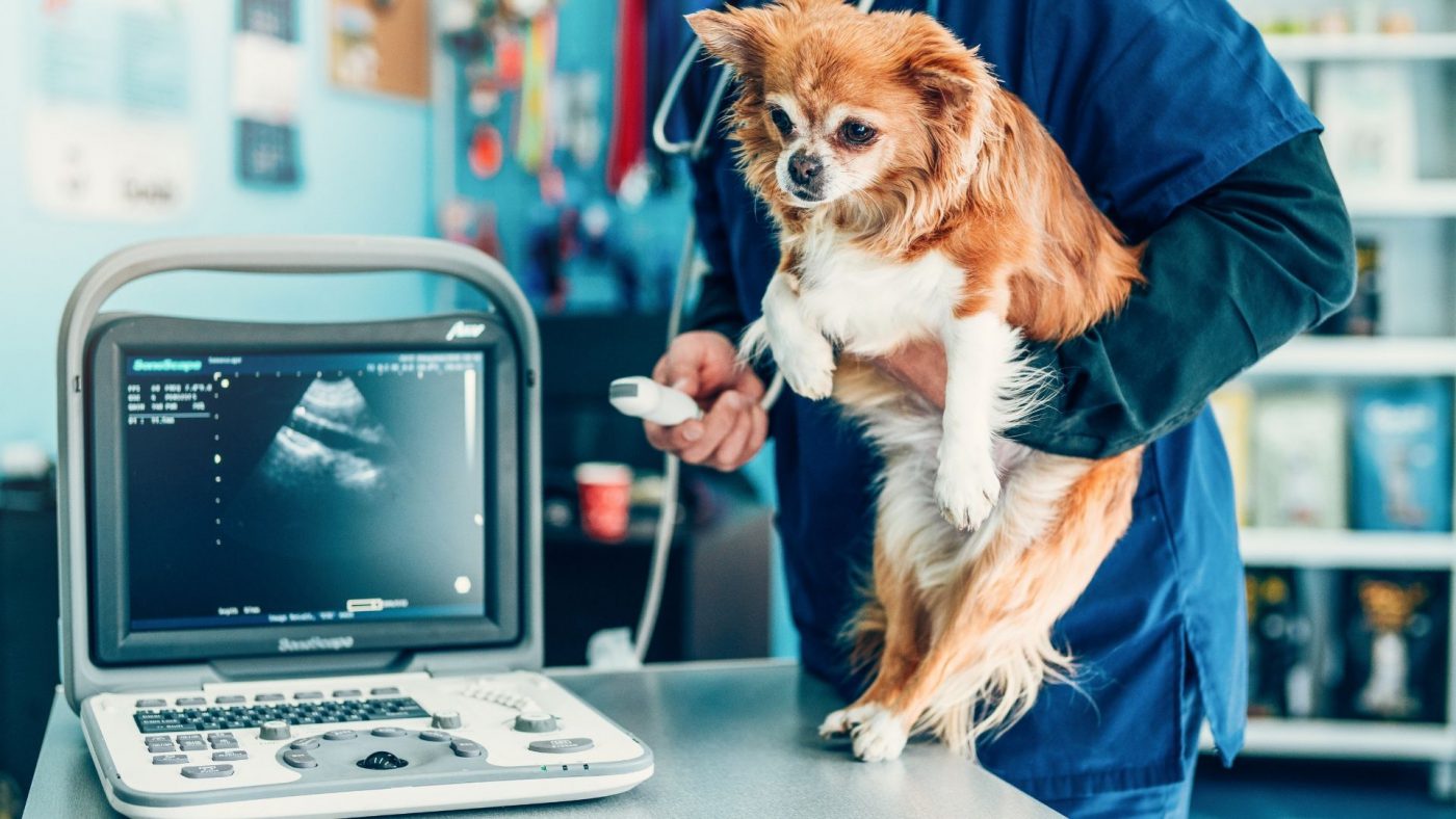 Best Prospects In The Global Veterinary Diagnostic Equipment Market And Strategies For Growth – Includes Veterinary Diagnostic Equipment Market Analysis