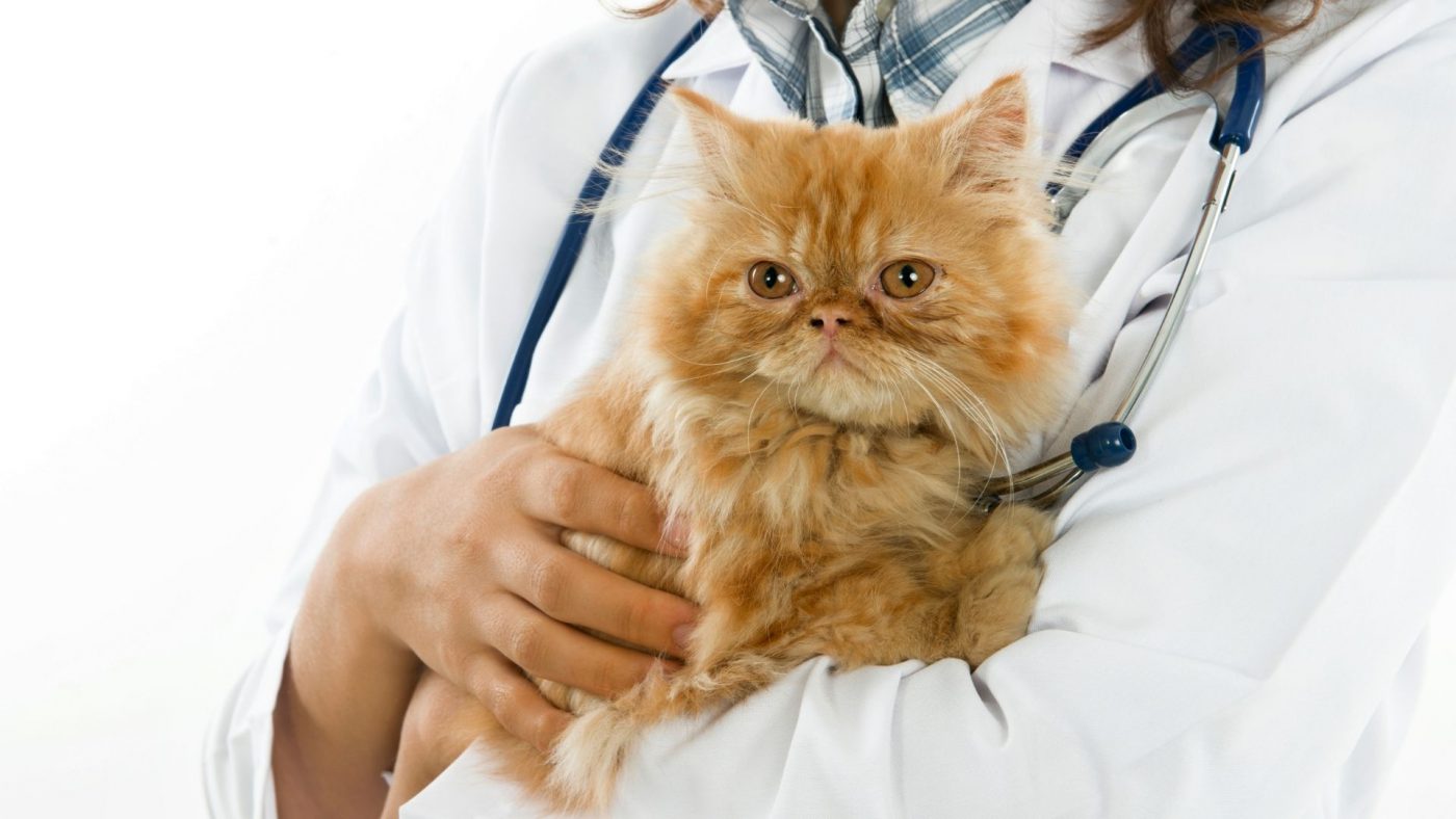 Take Up Global Veterinary Healthcare Market Opportunities With Clear Industry Data – Includes Veterinary Healthcare Market Growth