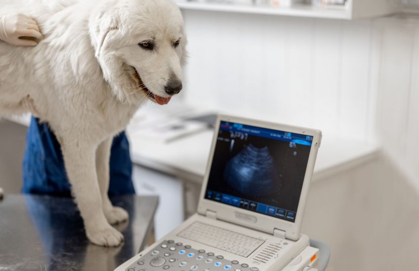 Global Veterinary Imaging Equipment Market Trends