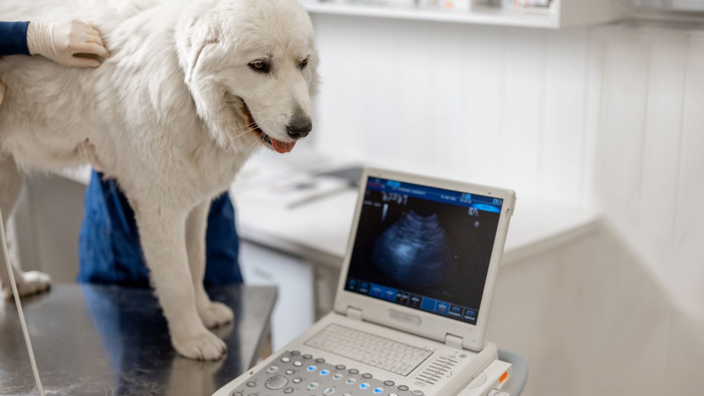Global Veterinary Imaging Equipment Market Growth Analysis And Indications – Includes Veterinary Imaging Equipment Market Share