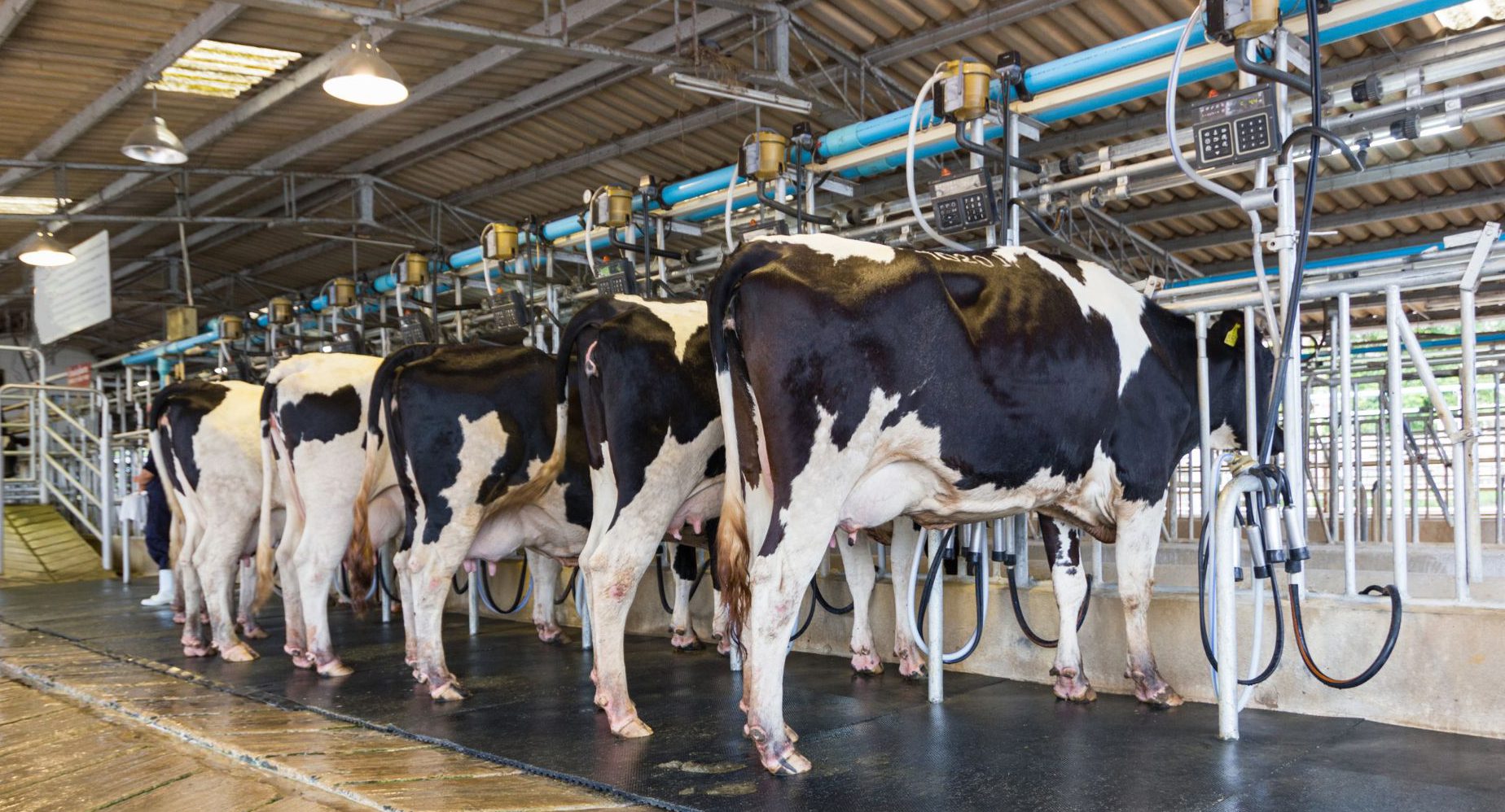 Milking Machines Market Report