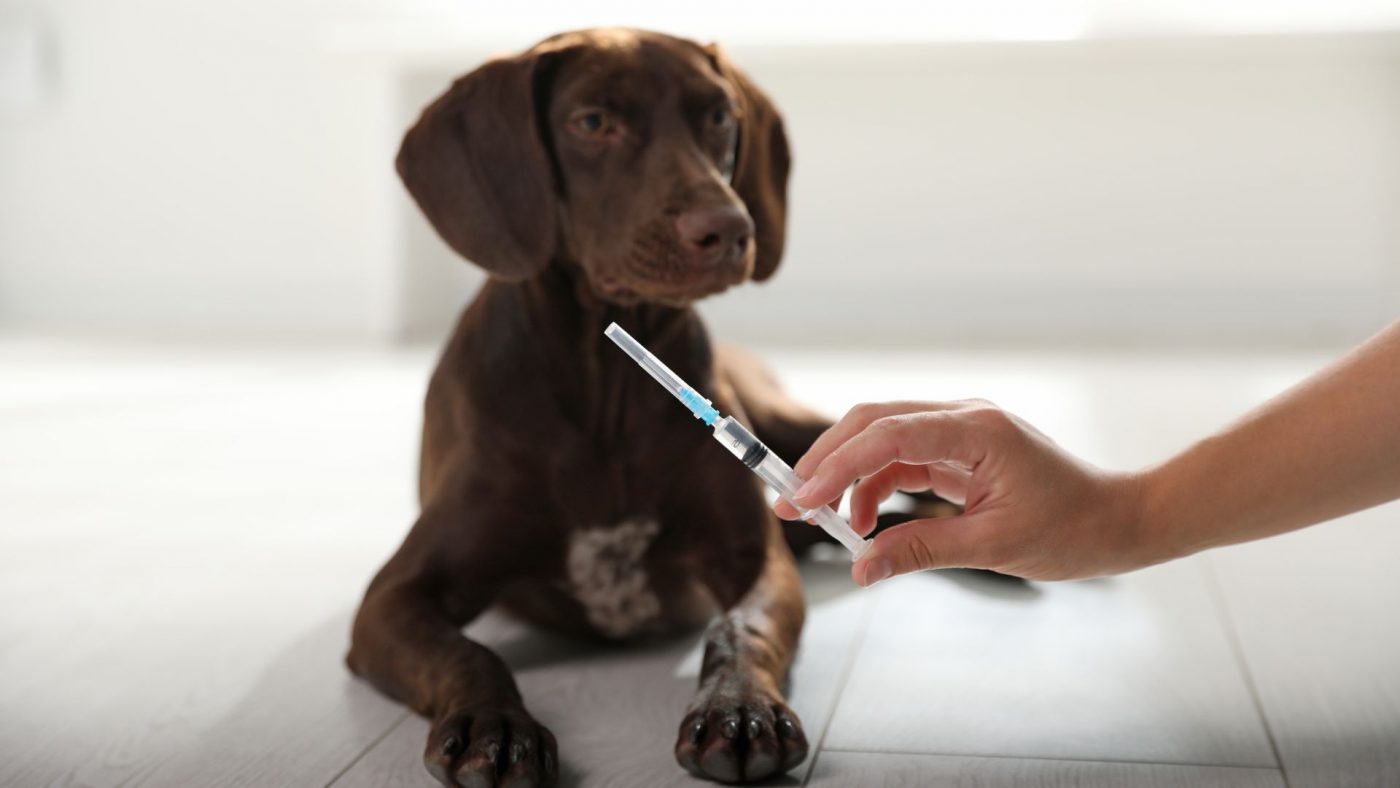 Global Veterinary Vaccines Market Size, Forecasts, And Opportunities – Includes Veterinary Vaccines Market Demand