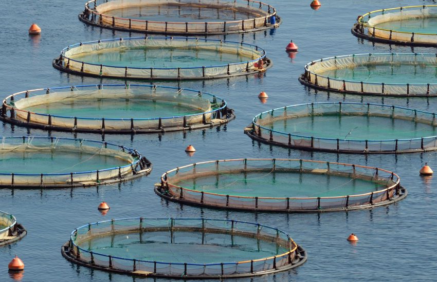 Aquaculture Global Market