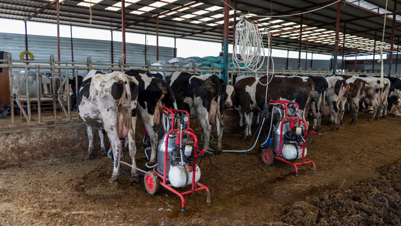 Take Up Global Milking Machines Market Opportunities with Clear Industry Data – Includes Global Milking Machines Market Size