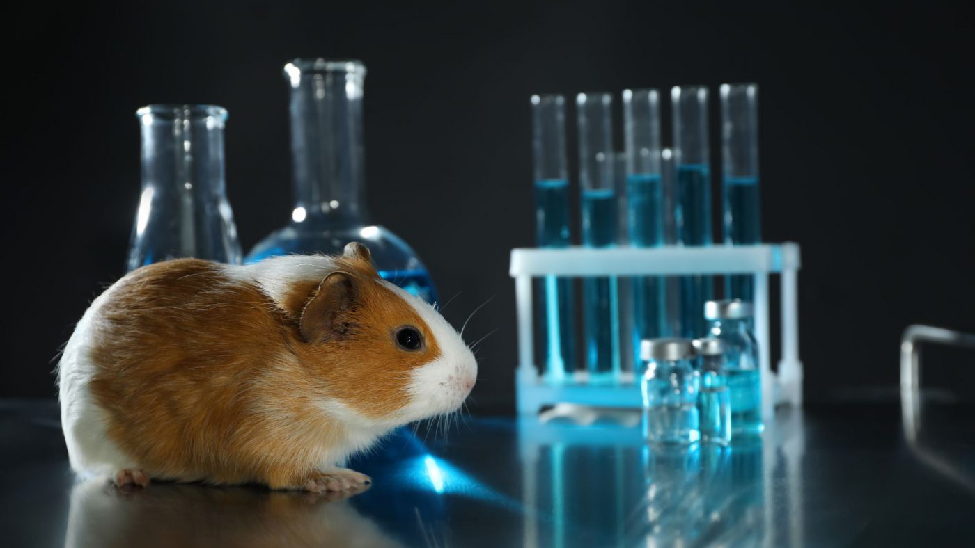 Best Prospects in the Global Non-Animal Alternatives Testing Market and Strategies for Growth – Includes Non-Animal Alternatives Testing Market Share