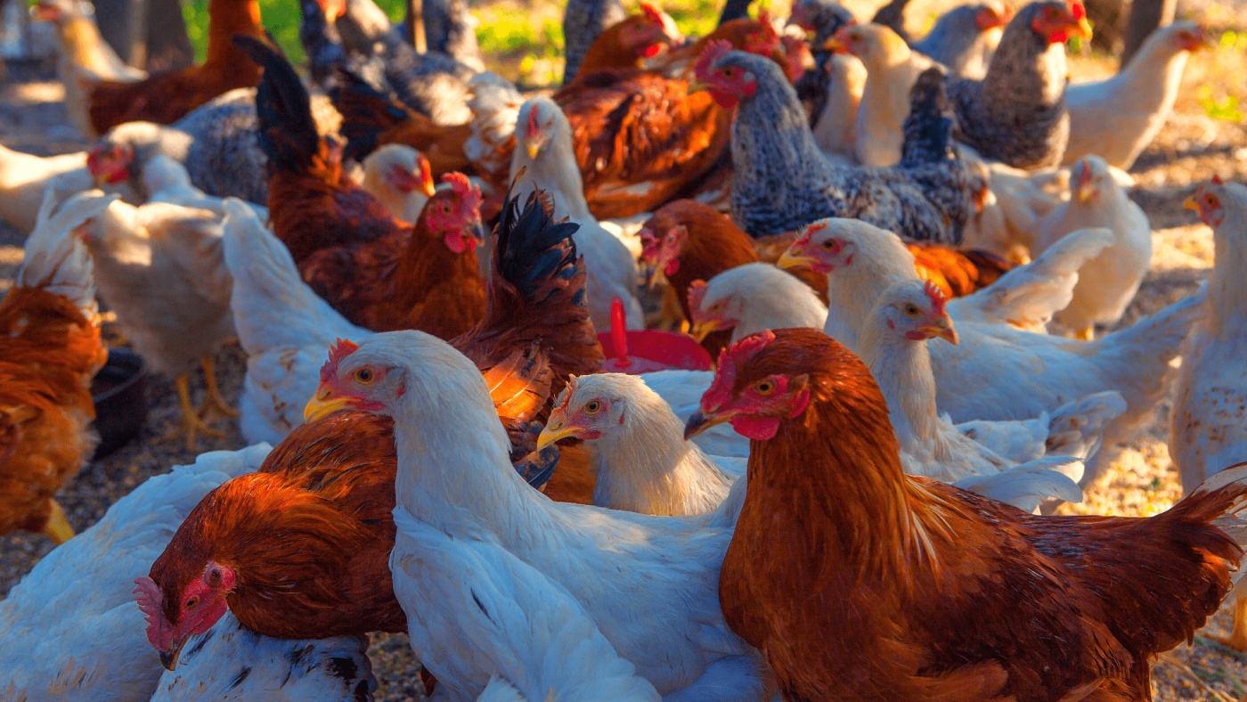 Global Organic Poultry Market Opportunities And Strategies – Forecast To 2030 – Includes Organic Poultry Market Growth