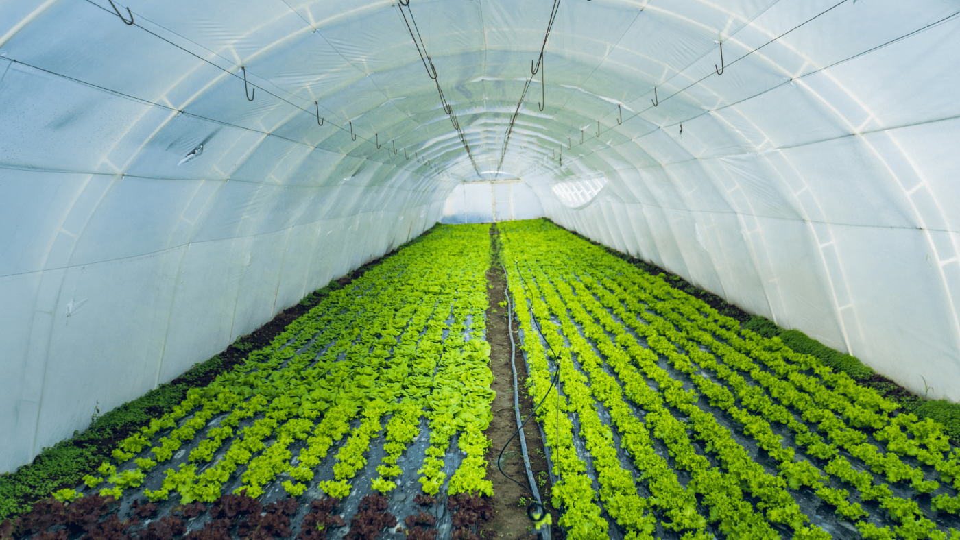 Global Organic Farming Market Trends