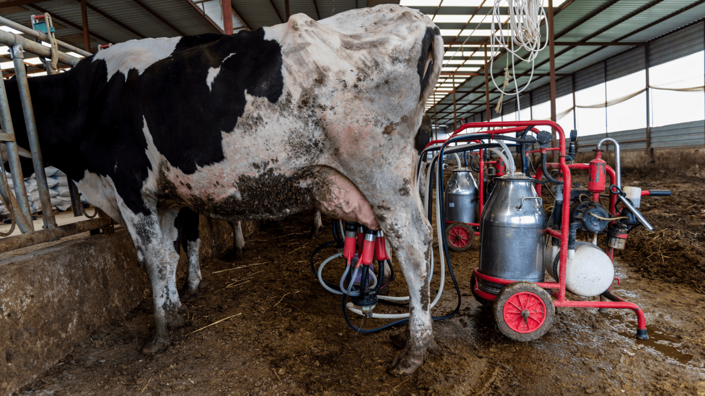 Global Milking Machines Market Forecast