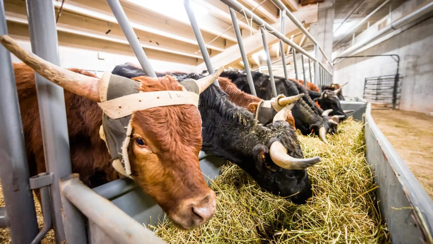 Global Cattle Feeds Market Share
