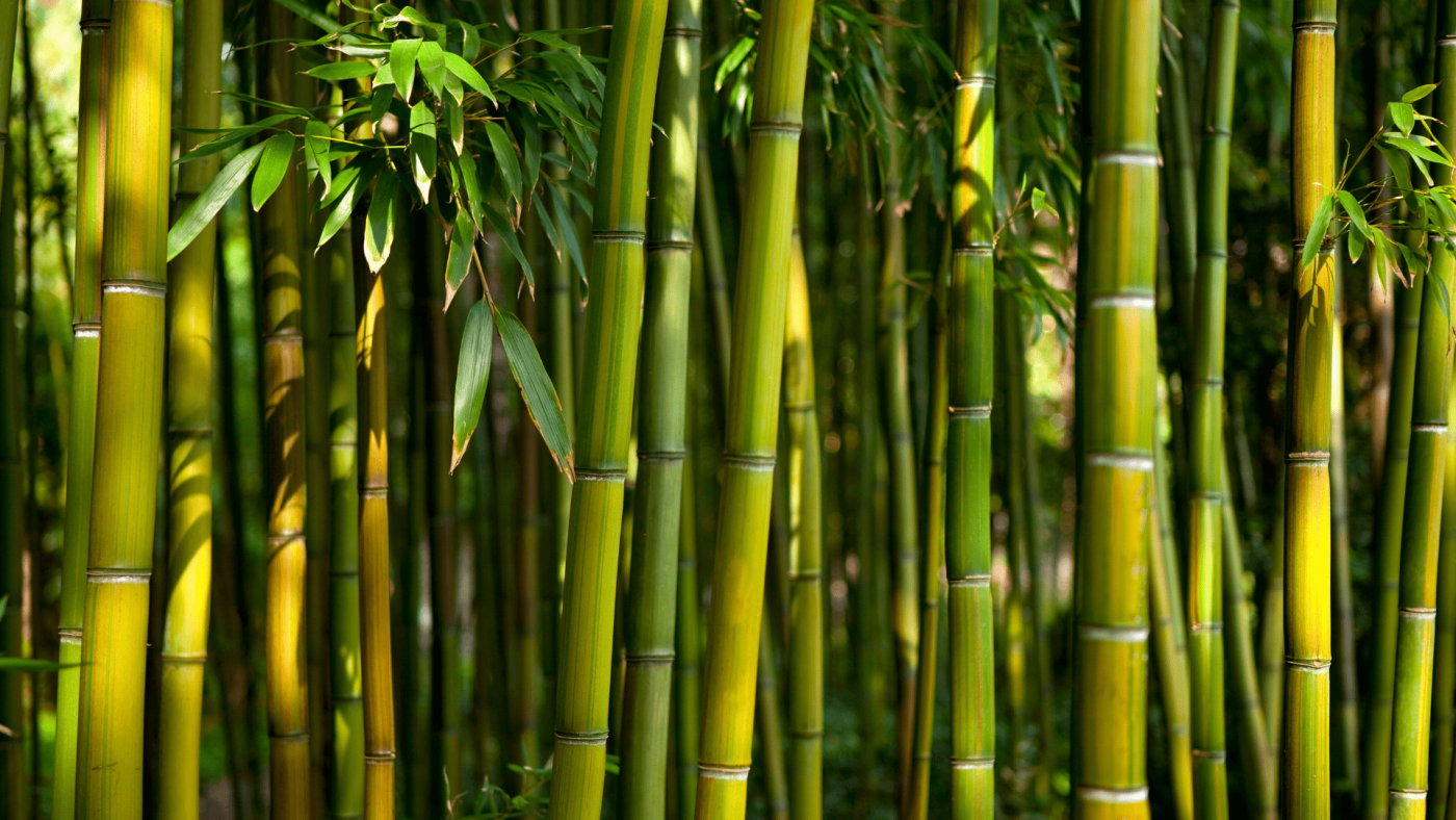 bamboo market