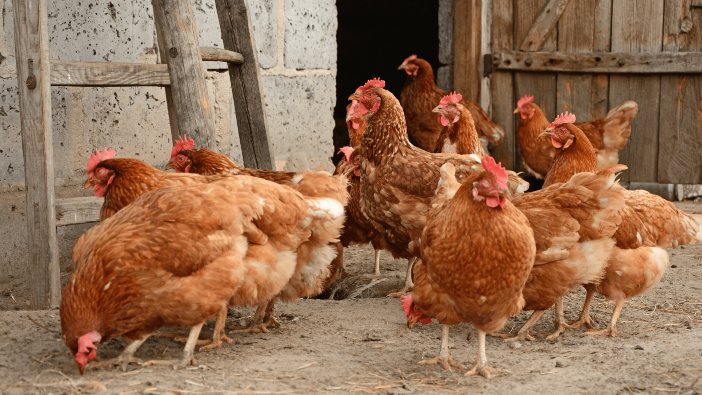 Global Hen Market Size, Drivers, Trends, Opportunities And Strategies – Includes Hen Market Price