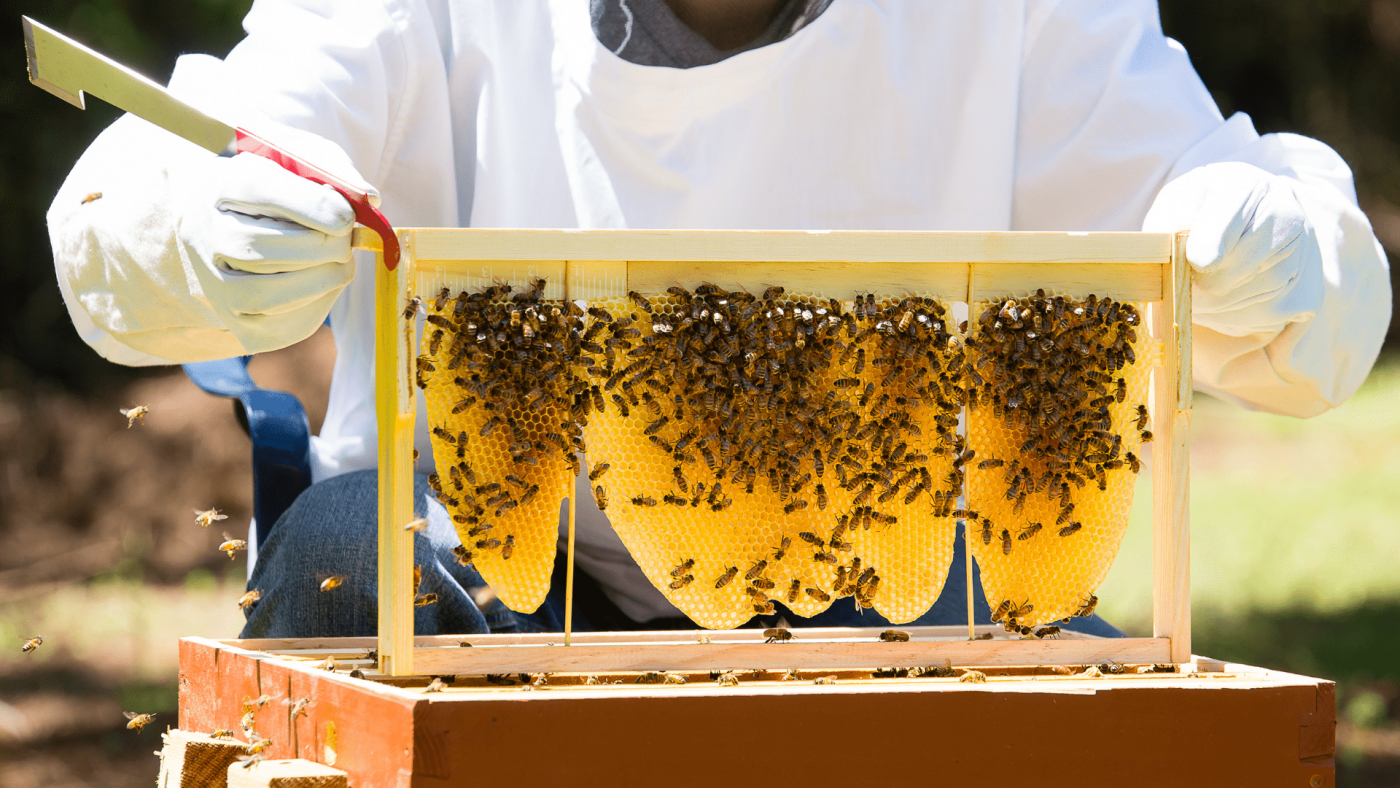 Global Apiculture Market Size, Drivers, Trends, Opportunities And Strategies – Includes Apiculture Market Report