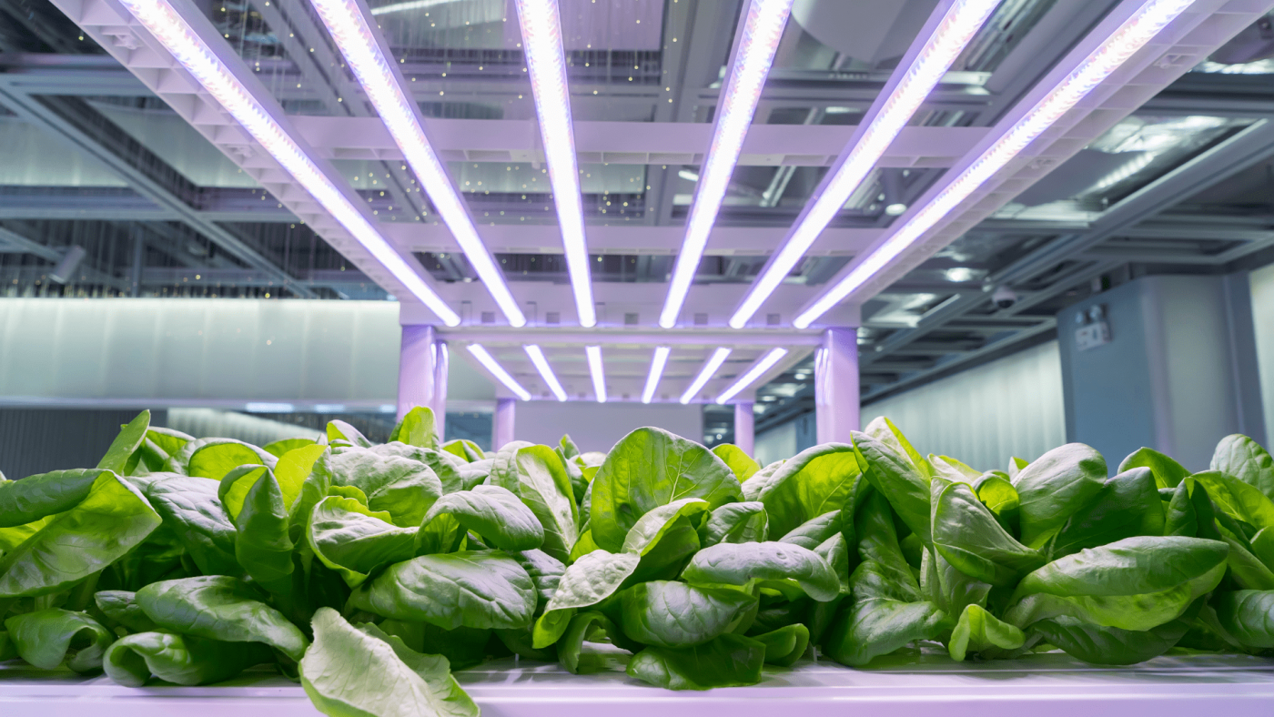 Global Livestock Grow Lights Market Size, Drivers, Trends, Opportunities And Strategies – Includes Livestock Grow Lights Market Size