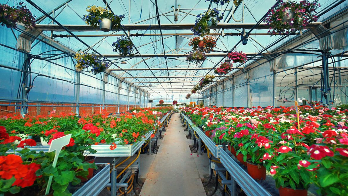 greenhouse, nursery, and flowers market growth