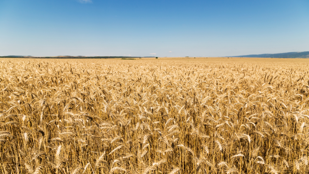 Insights Into The Grain Farming Market’s Growth Potential 2023-2032 – Includes Grain Farming Market Share